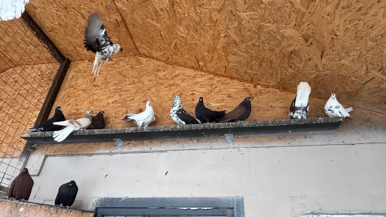 Миколаївські голуби звикають на новому місці Pigeons of Ukraine