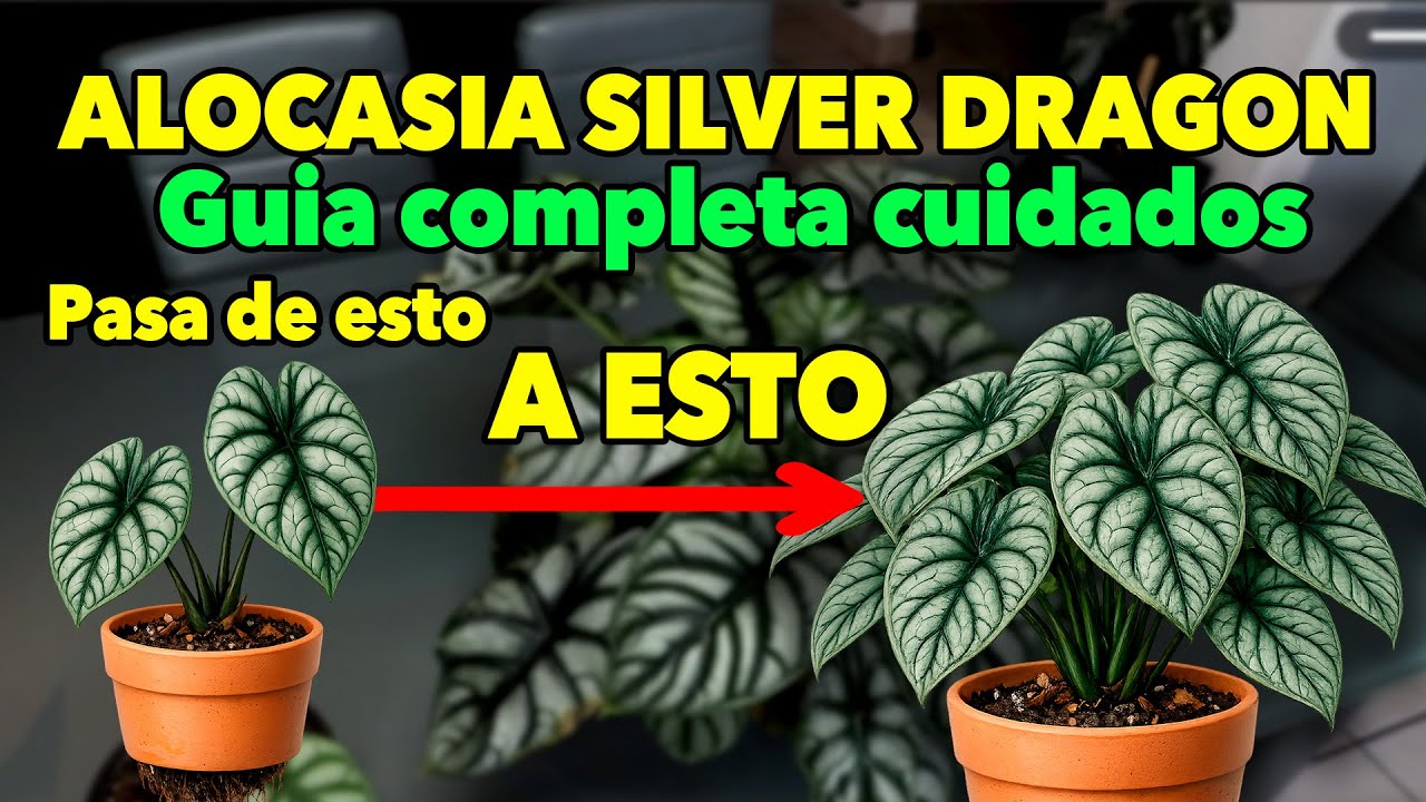 Cuidados Alocasia Silver Dragon / Hacks plantiles