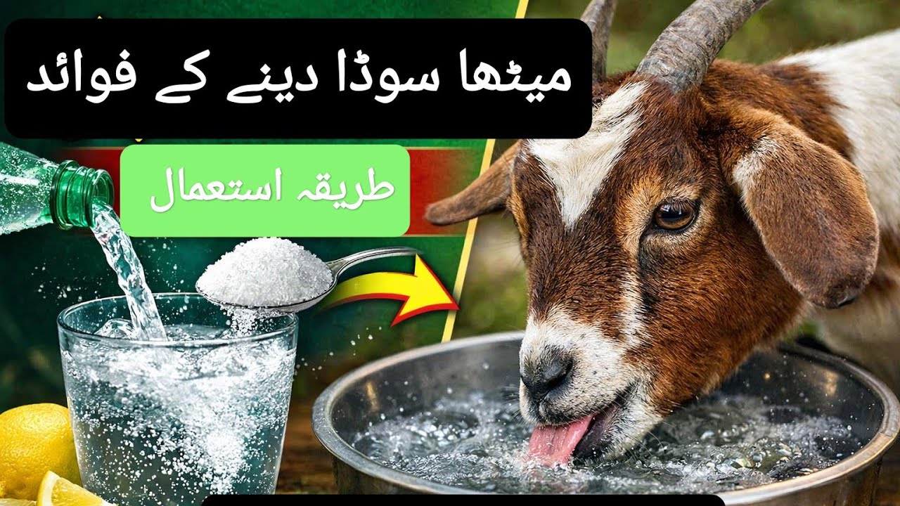 جانوروں کو میٹھا سوڈا دینے کے فائدے | مقدار اور طریقہ استعمال #goat #animals #farming #beetalgoat 