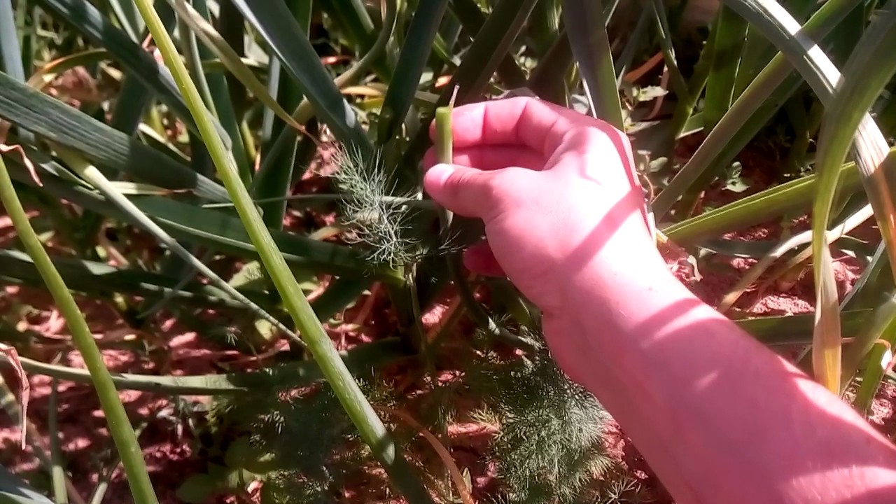 СТРЕЛКИ ЧЕСНОКА / Все советы в одном видео / Урожай чеснока на 40% ВЫШЕ / GARLIC