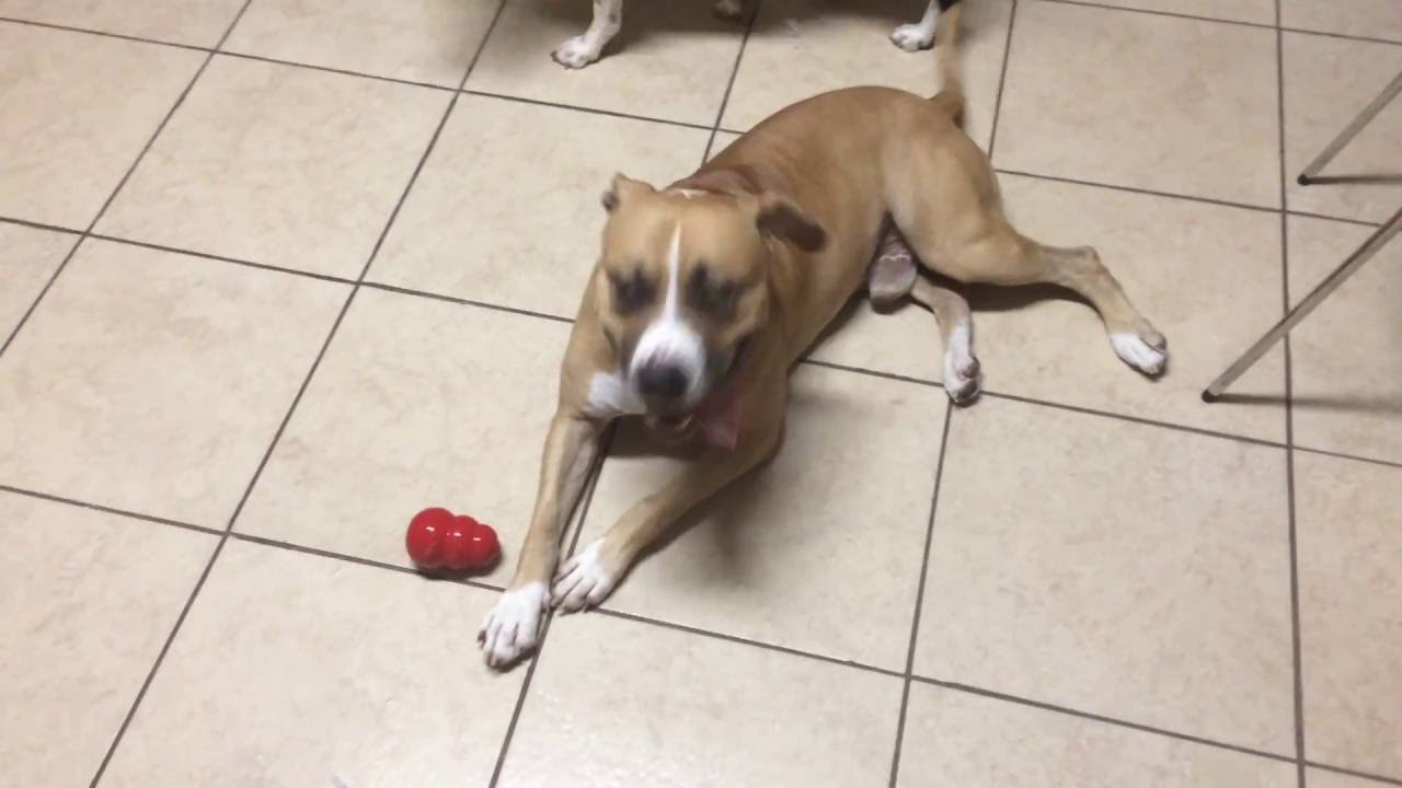 Bullboxer Pit & Staffordshire vs AMT
