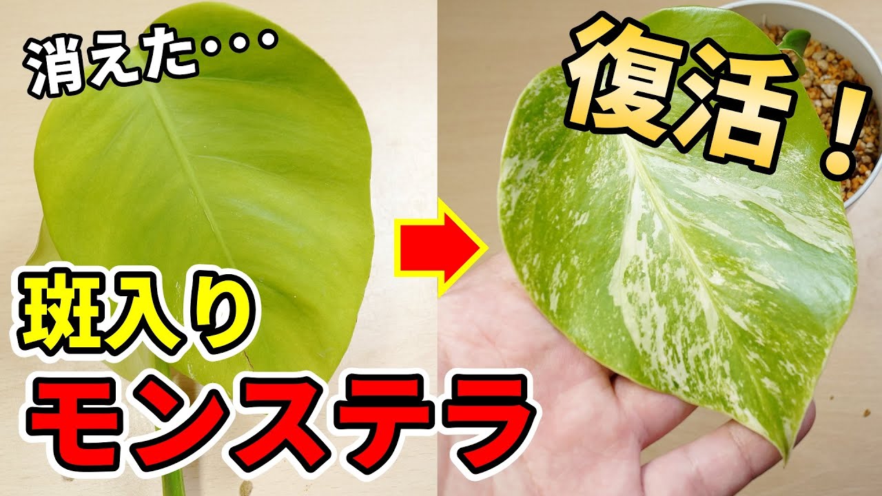 斑が消えた観葉植物を復活させる方法【モンステラ】