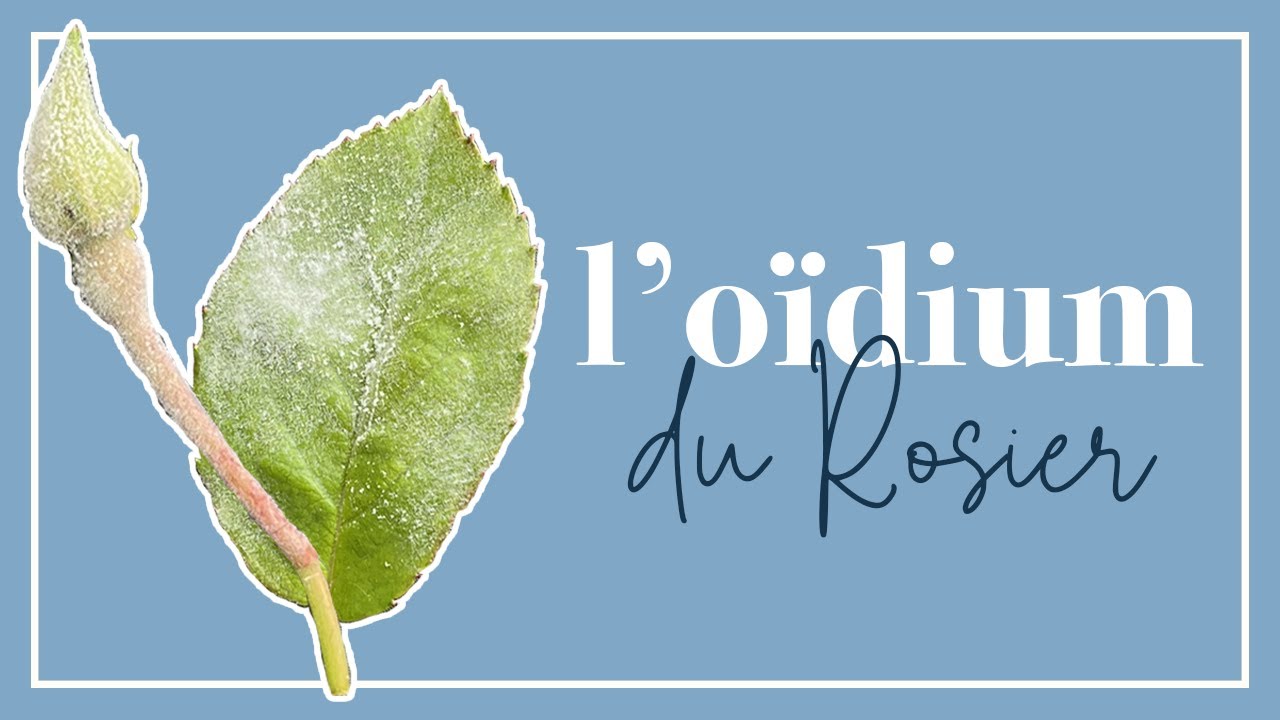 😱 Une poudre blanche sur votre rosier? Est-ce GRAVE? Et que faire?