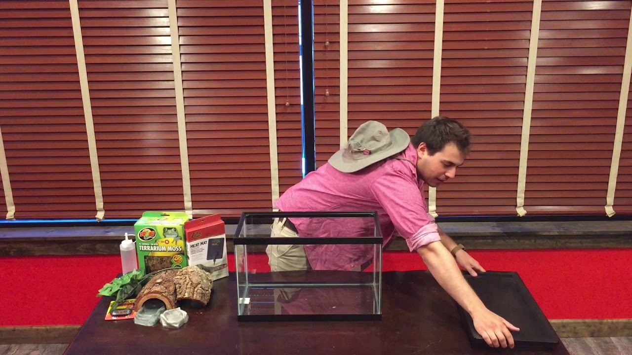 African Fat Tail Gecko care | Setup | Habitat | Diet | Terrarium African Fat Tail geckos for sale
