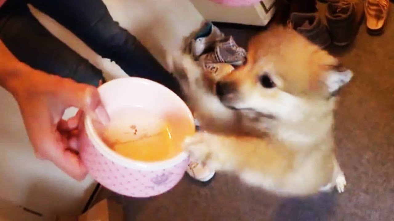 Was passiert mit AppleWars &Auml;pfeln ??? | Cheng