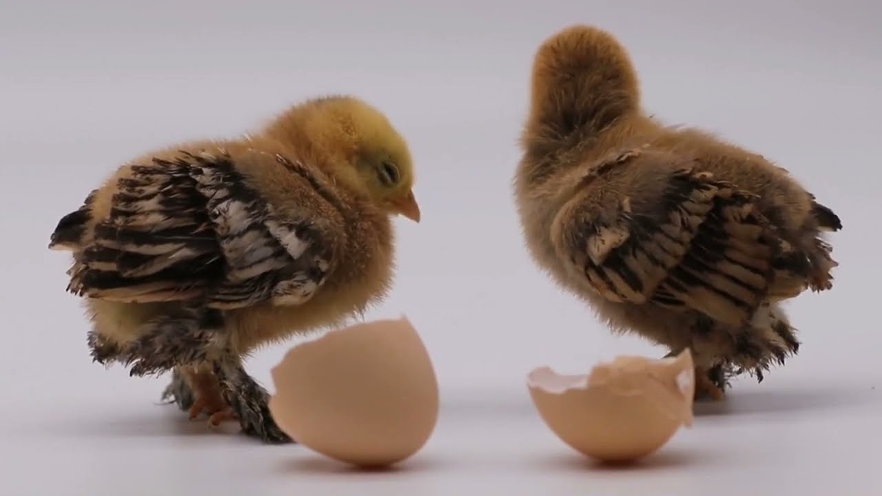CUALES SON LAS MEJORES GALLINAS 🐇🐹🕊️  (PIROCA).