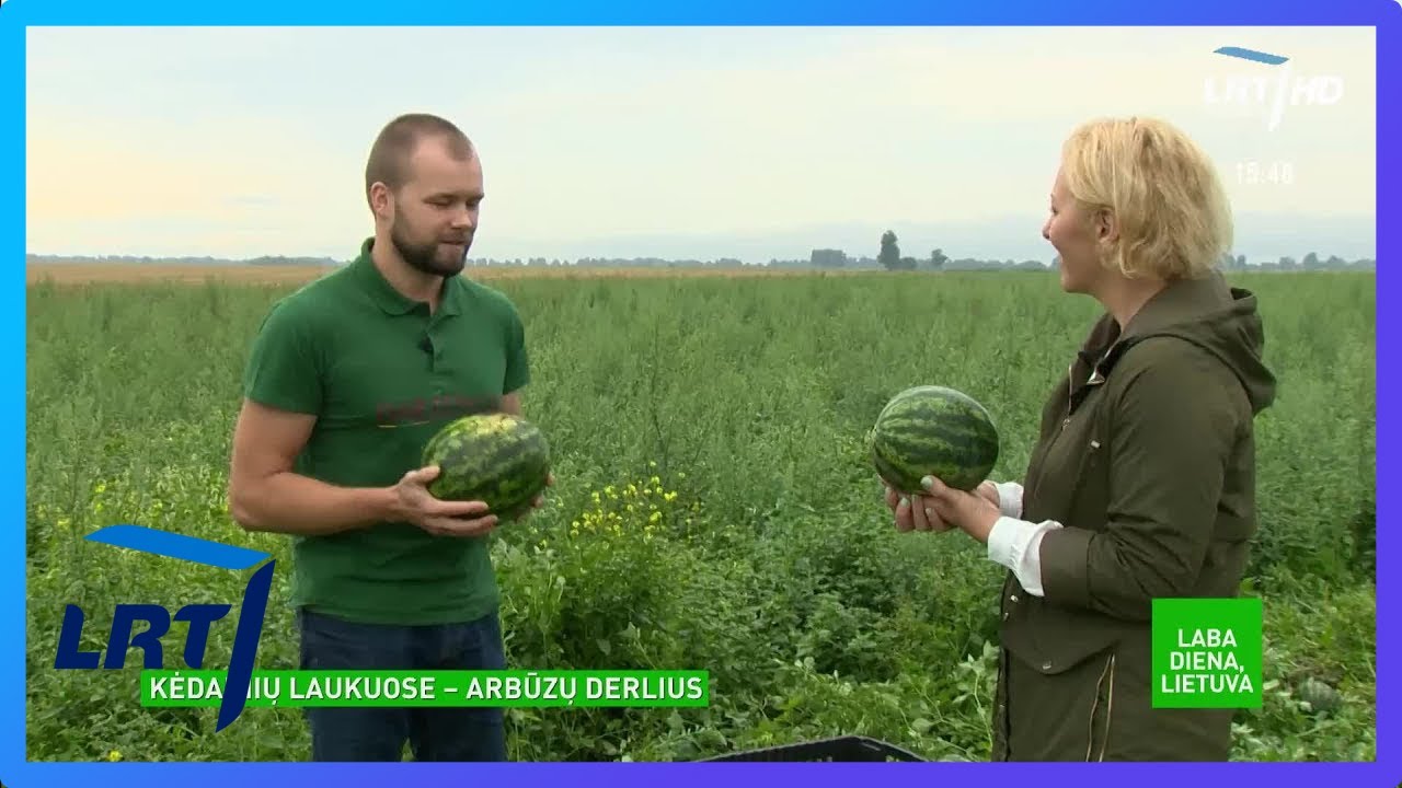 Egzotiškieji vaisiai ir Lietuvoje: Kėdainių laukuose – arbūzų derlius
