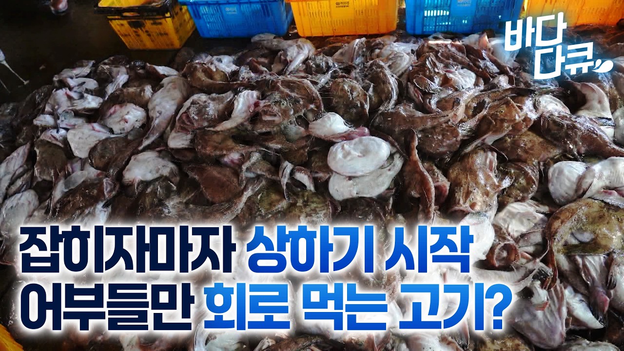 갑판에서 제일 신선하고 맛있지. 어부들만 회로 먹을 수 있는 물고기의 정체 / 한국기행 / #바다다큐