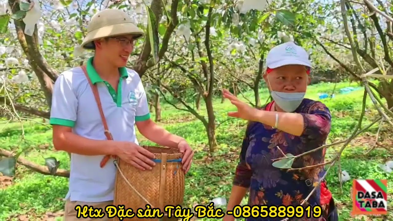 Hồng giòn MỘC CHÂU trồng không dễ, đừng kì vọng quá lớn