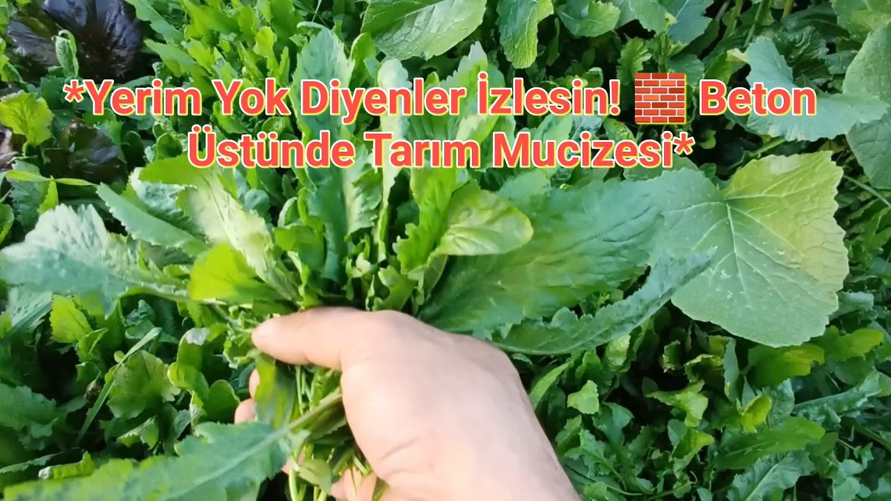 BETON ZEMİNDE SEBZE ÜRETİMİ YAPILIRBİLİR Mİ? #bahçe #köy #sebze #doğa #kendinyap