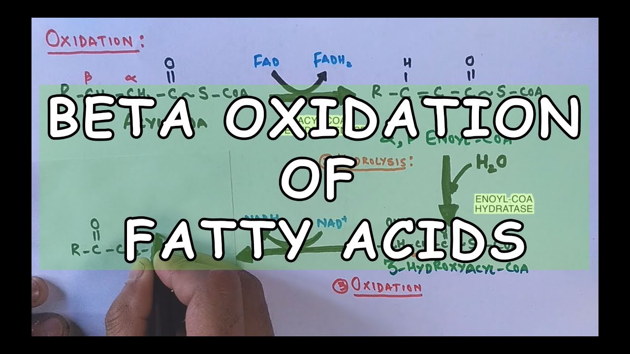 Бета-окисление жирных кислот | Распад насыщенных жирных кислот
