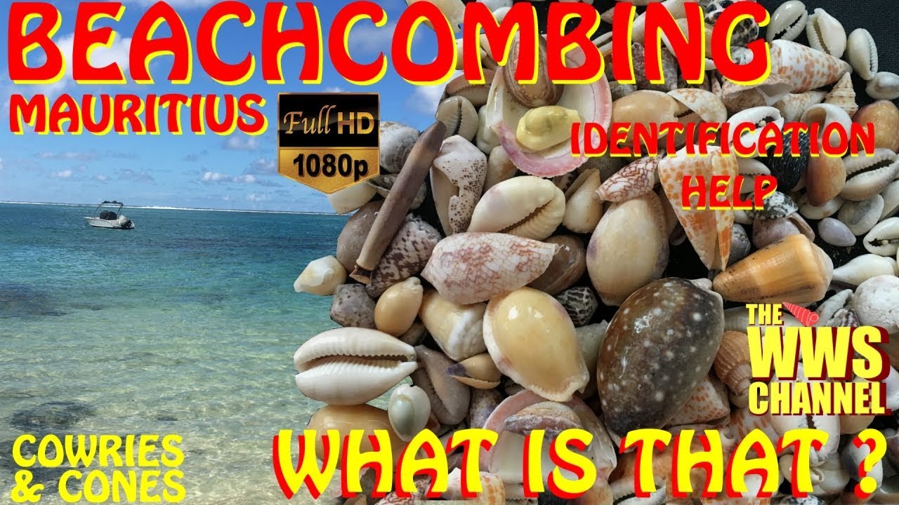 Beachcombing In Mauritius ! What is That ? Shell Identification Help