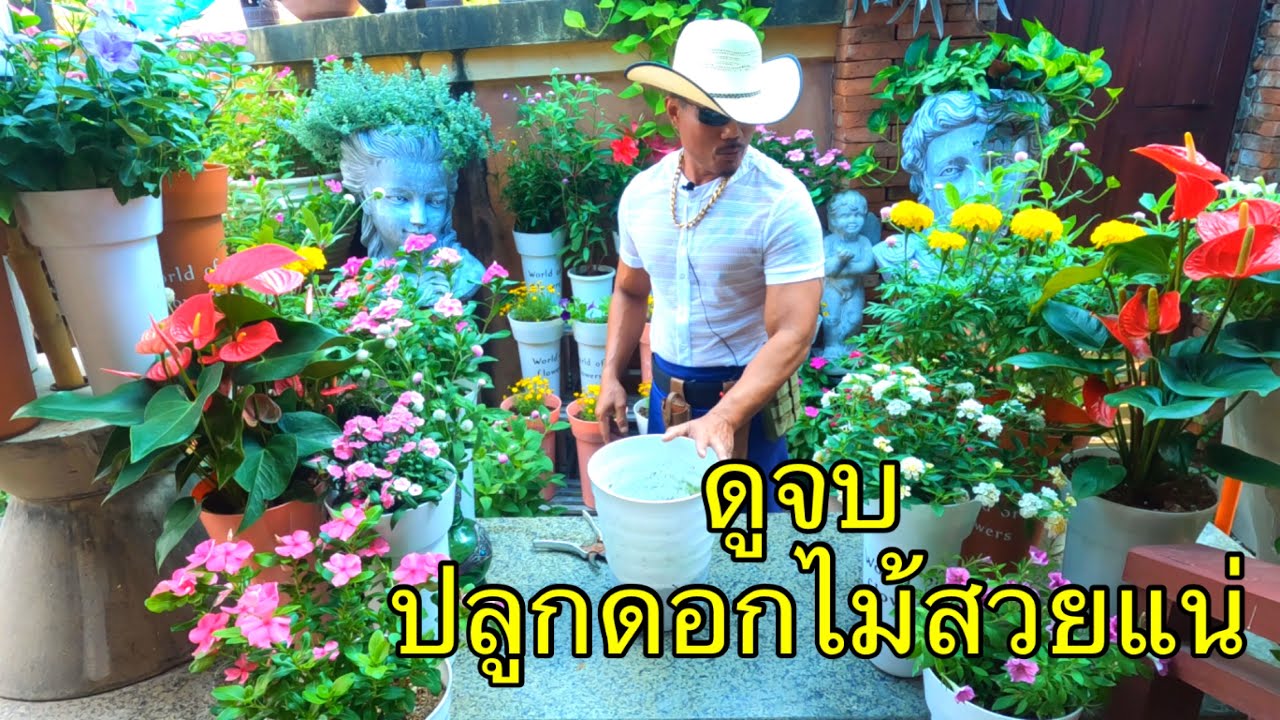 ปลูกต้นไม้ดอกไม้ในกระถาง ต้นบานไม่รู้โรย ต้นเดซี่ @mr.flowers