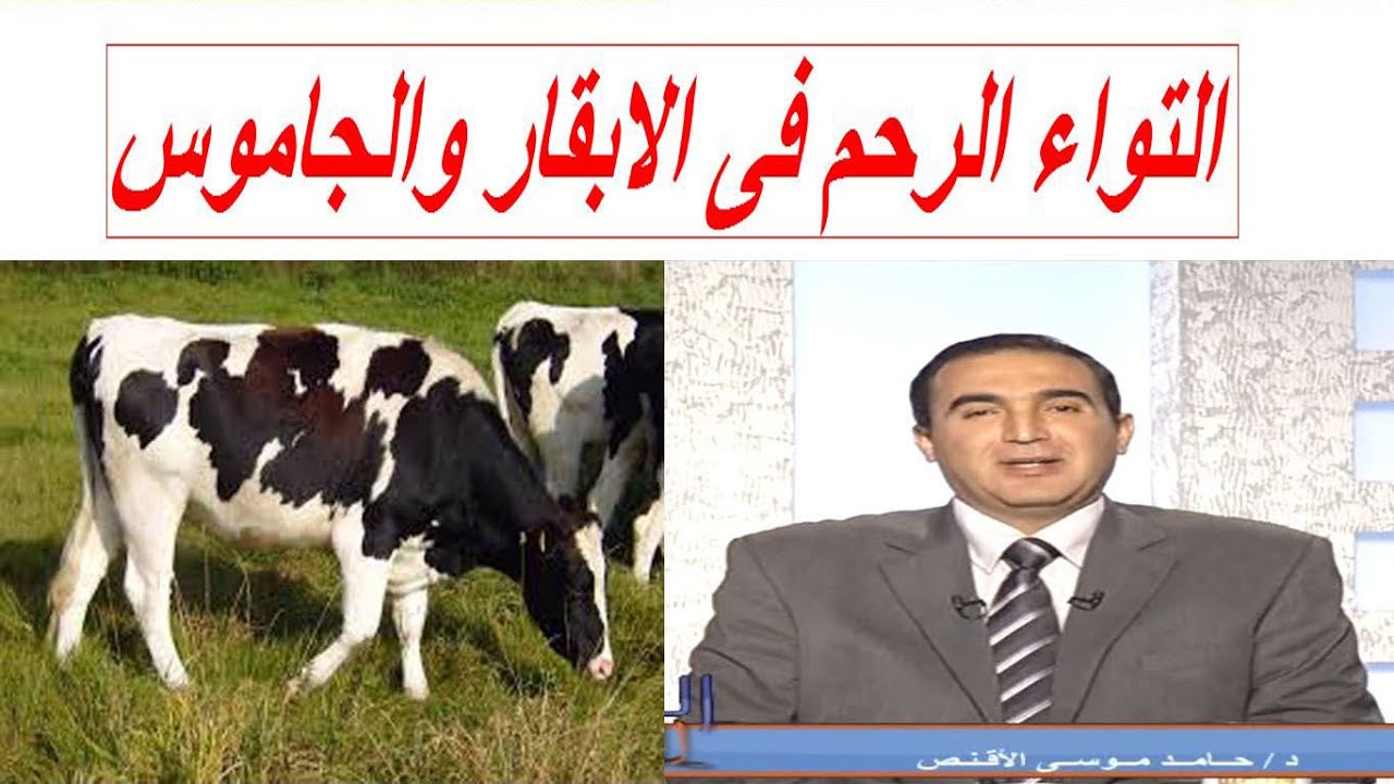التواء الرحم فى الابقار والجاموس  الاسباب و الاعراض و العلاج