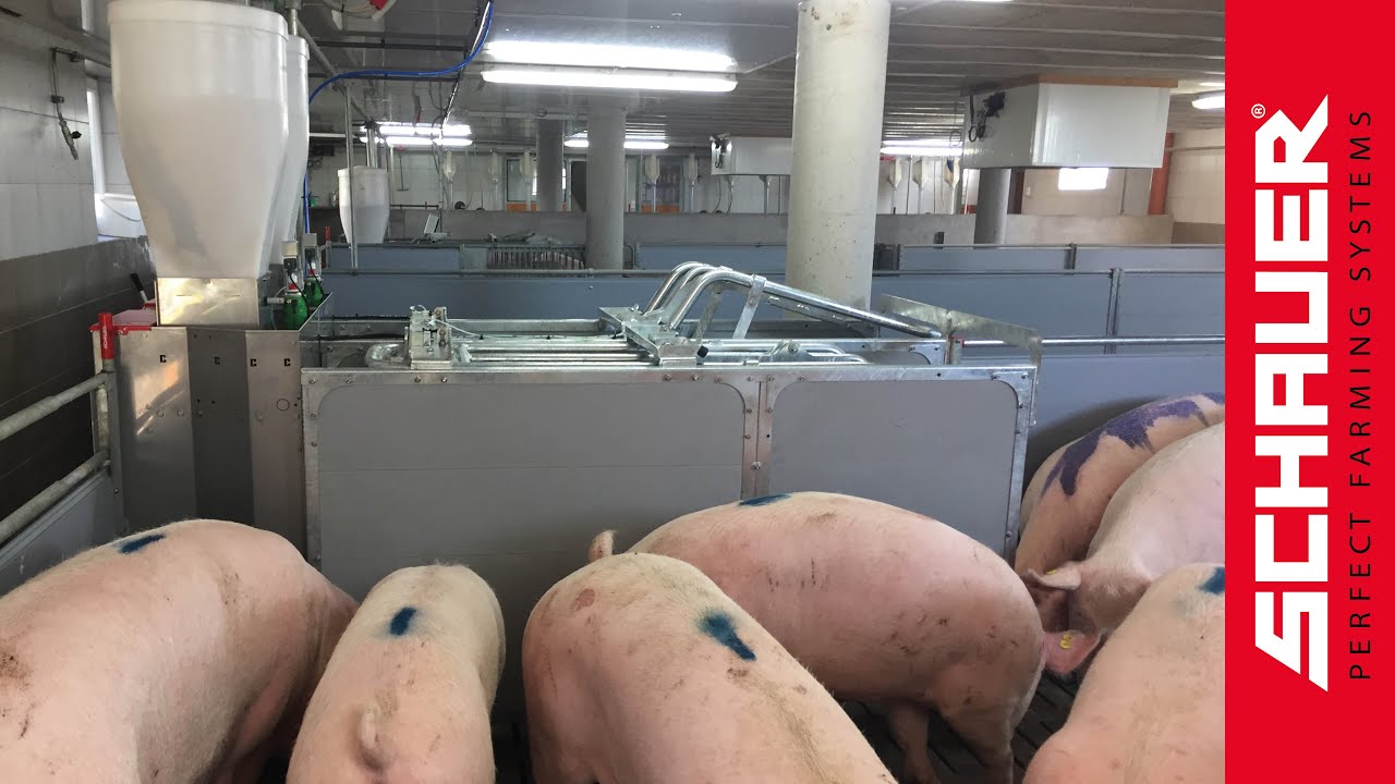 Produktvideo Compident Simultan Abruffütterung!
