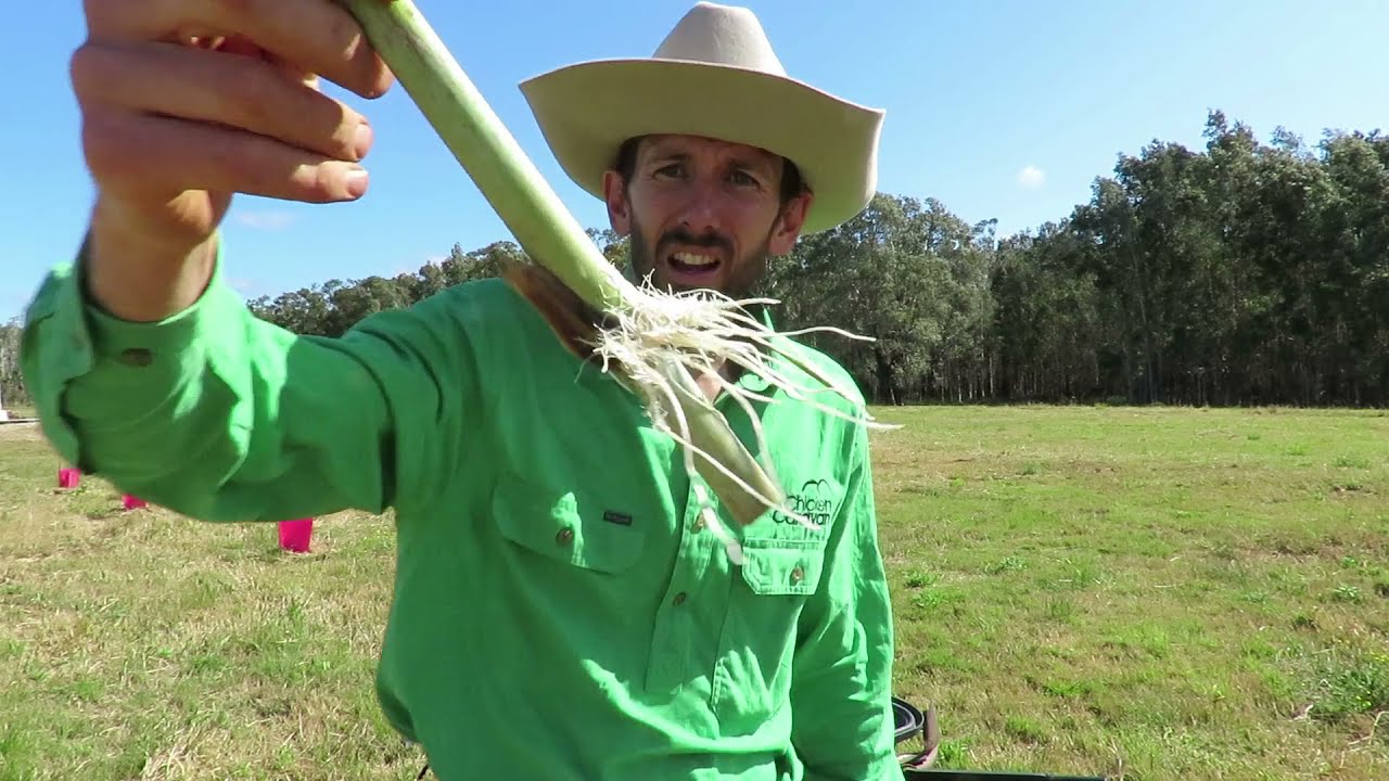 Planting Bana Grass for Stock feed and Windbreak