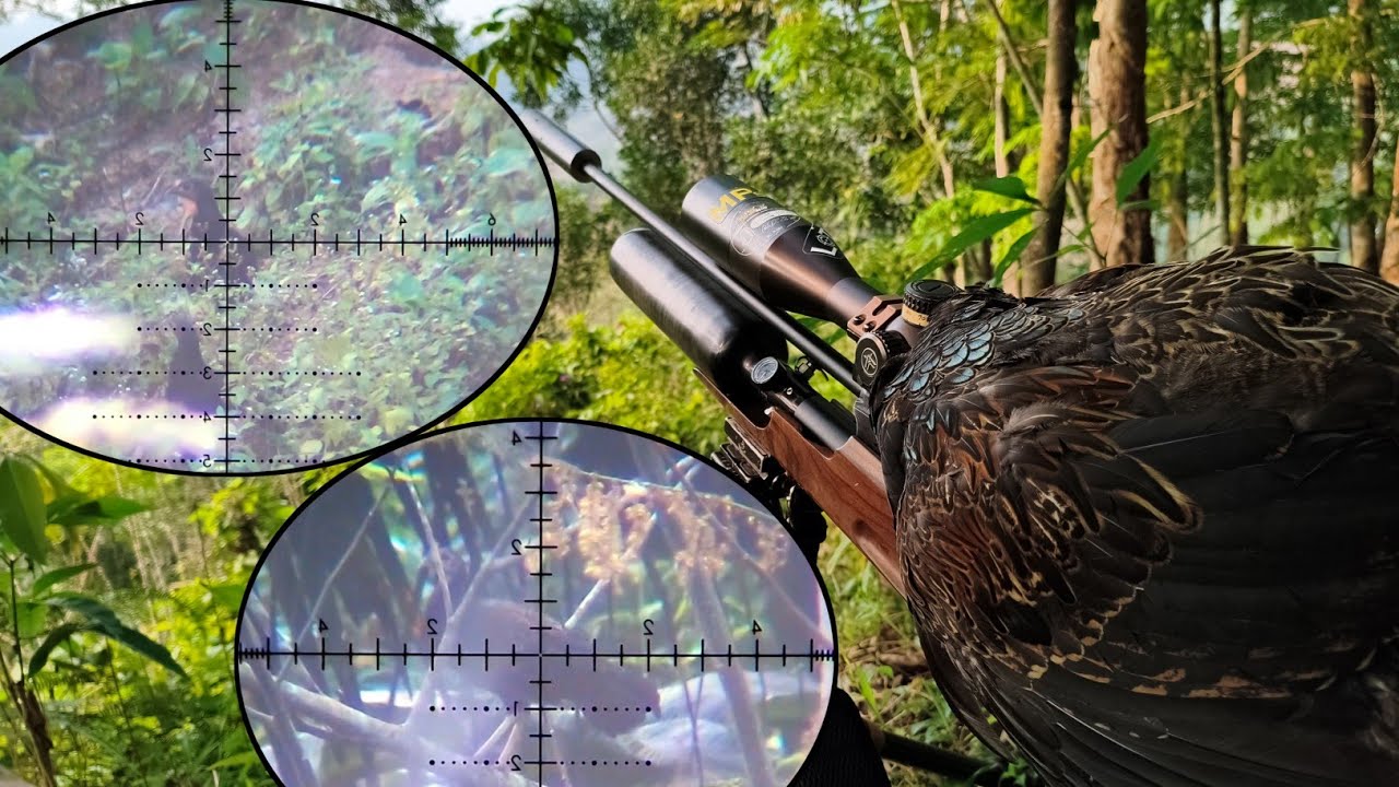 BERBURU // Ternyata di spot ini Banyak skali Ayam hutan // Dr slug a10 