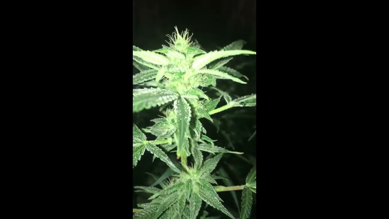 Auto Mazar update