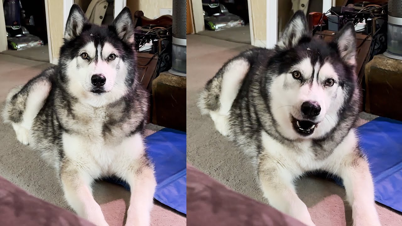 I Have This Argument With My HUSKY Every Day!