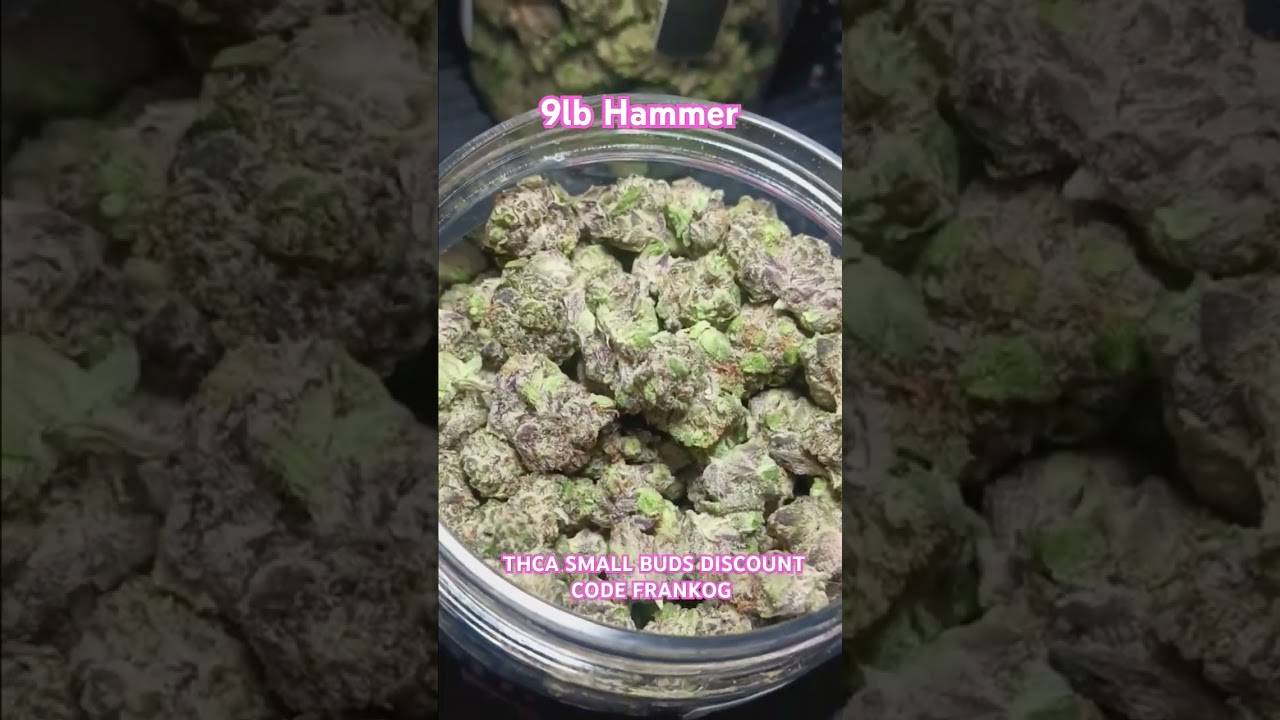 9lb Hammer THCA SMALL BUDS DISCOUNT CODE FRANKOG #THCAREVIEW #EXOTIC #CANNABISEDUCATION #THCAKING