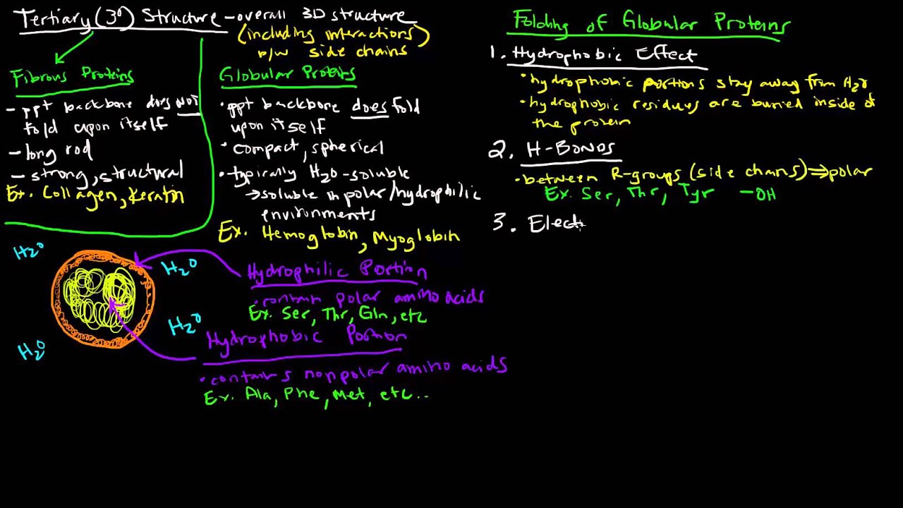 Protein Structure (Part 4 of 4) - Tertiary Structure - Fibrous and Globular Proteins