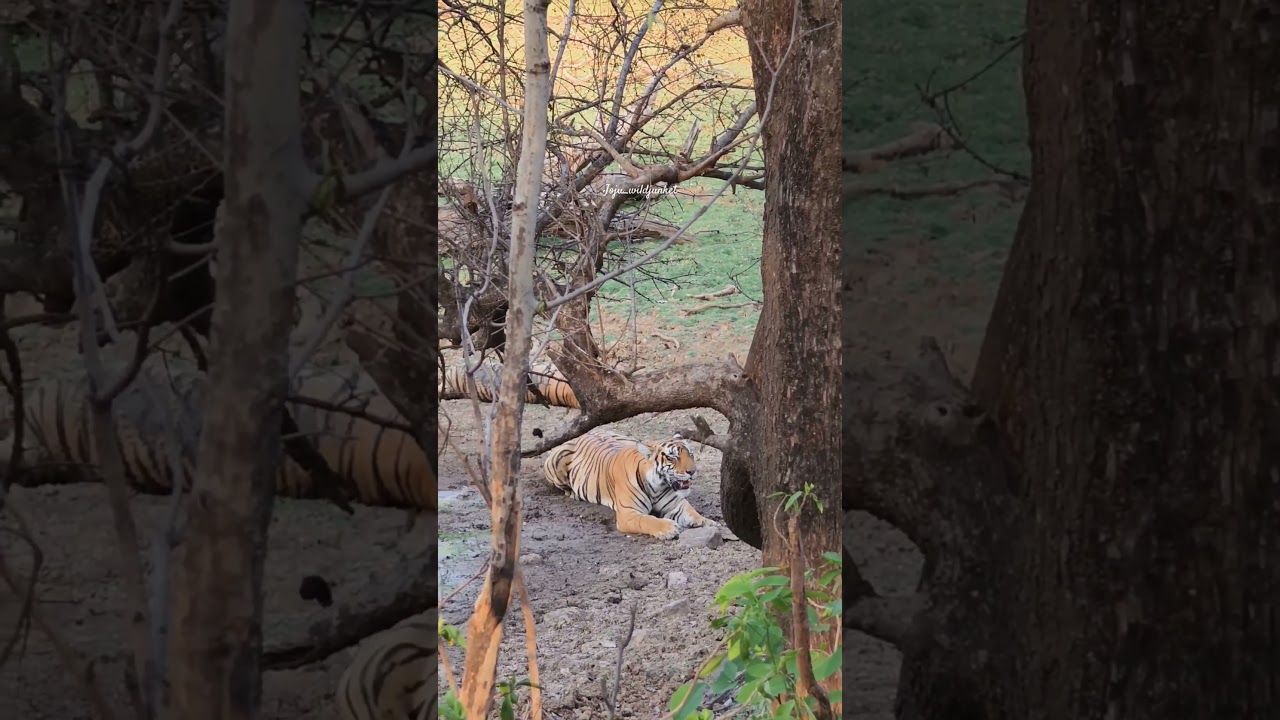 Ranthambore Tiger Reserve| Safari with Joju Wildjunket  