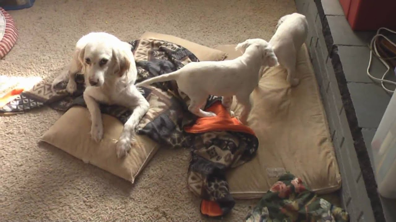 8 week old English Setter puppies (HD video)