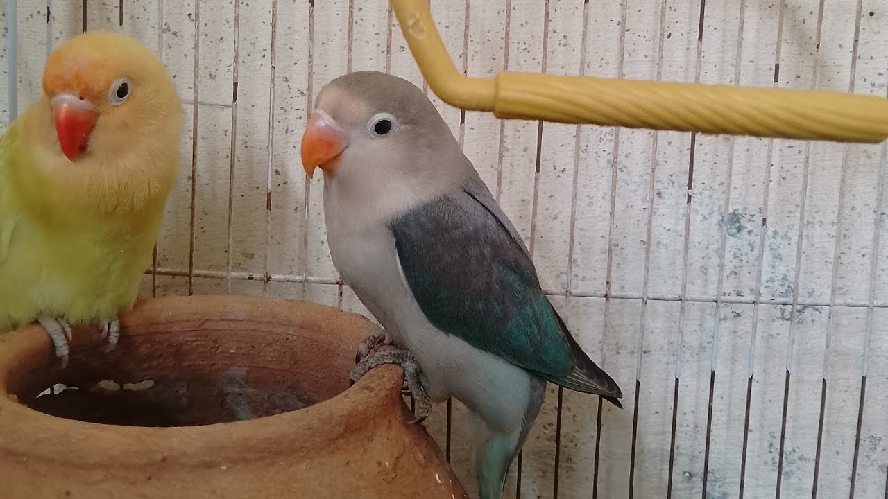Love birds ❤️#viralvideo parrot home #trendingvideo ❤️, 🦜🦜