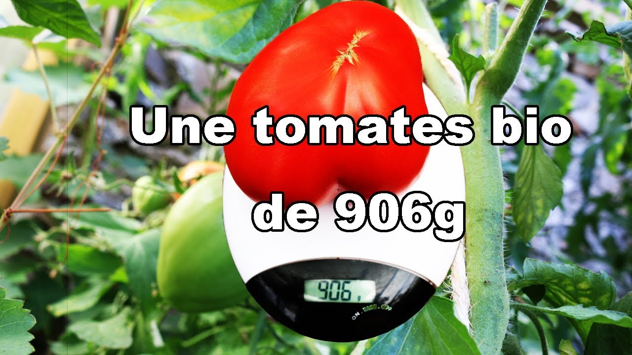 Vidéo 2:  Objectif 50 kg sur 5,4 m²: une tomate bio de 906g