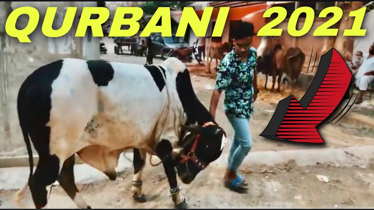 Finally i bought my Cow | Bakra Eid 2021 | Qurbani 2k21