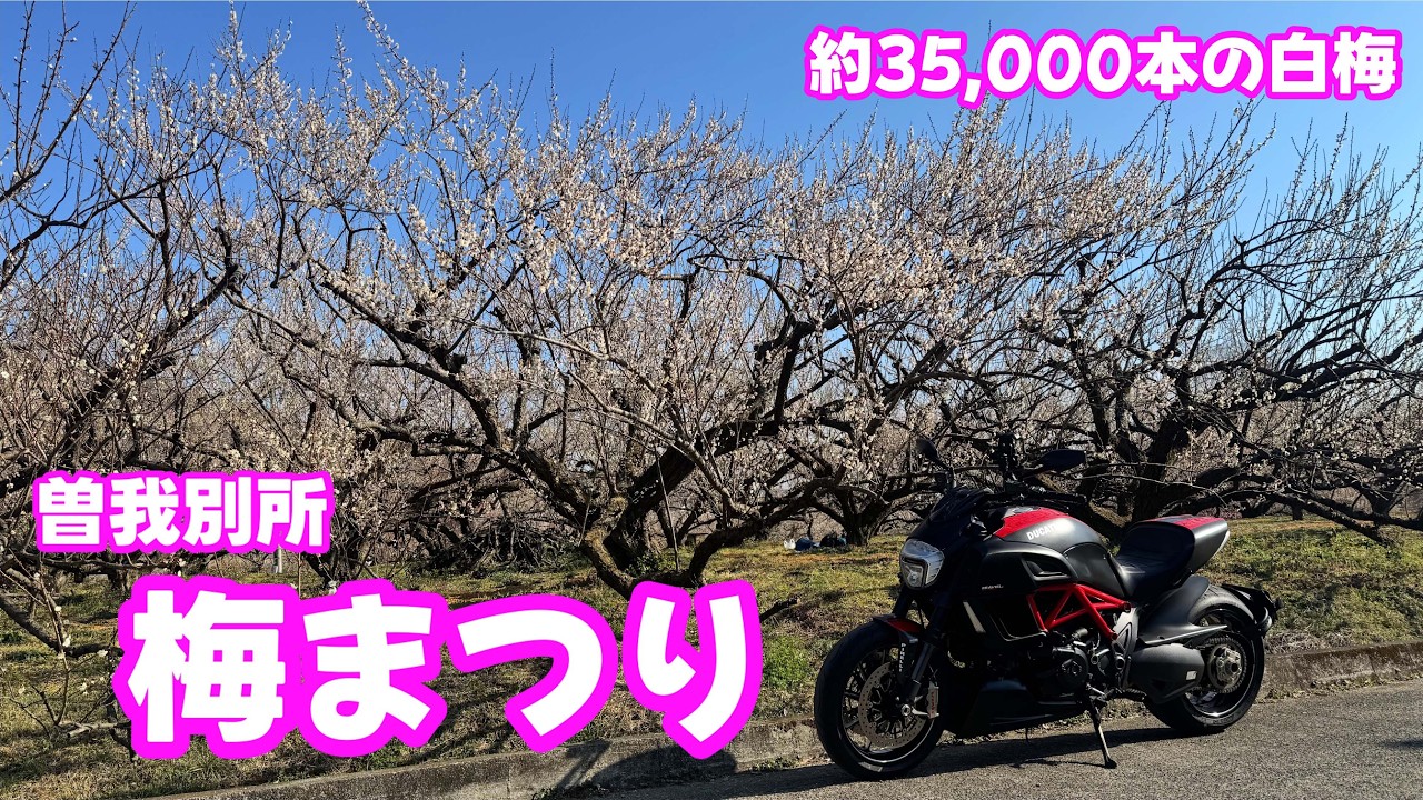 【白梅が35,000本！】小田原梅まつりツーリング
