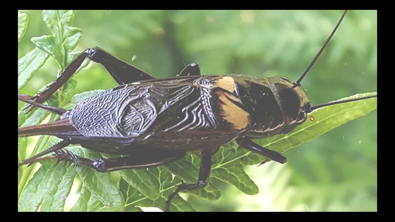 The song of Insects this Night- Insects Sounds | 5 Minutes #Black Night KH