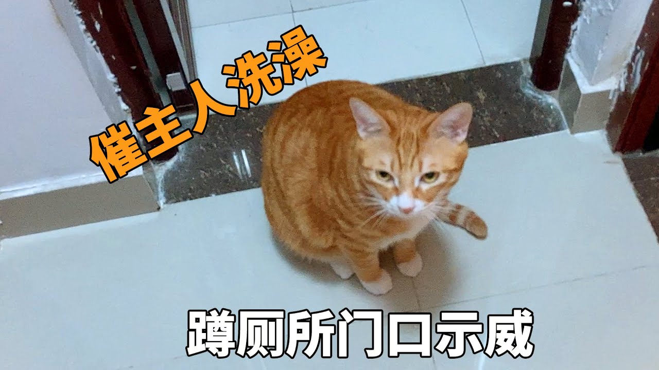 为什么我的猫像个管家一样会催洗澡、催睡觉？你们的猫也会这样吗？【旧视频】