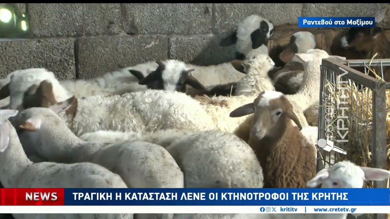 Αύριο η κρίσιμη συνάντηση των κτηνοτρόφων της Κρήτης με τον Πρωθυπουργό