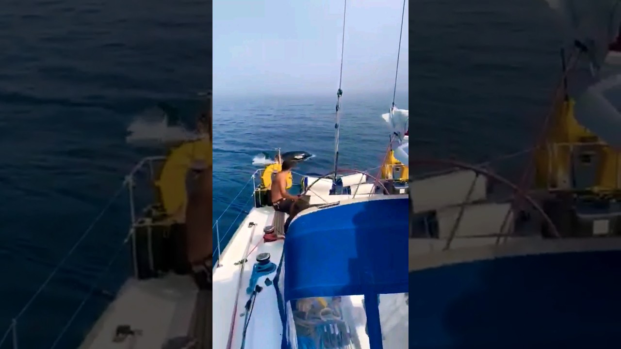 Orcas destroying small boats in Spain 