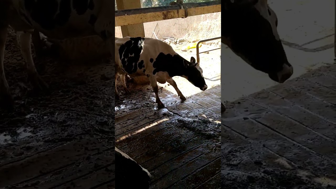 Lameness in cow #farm #animal