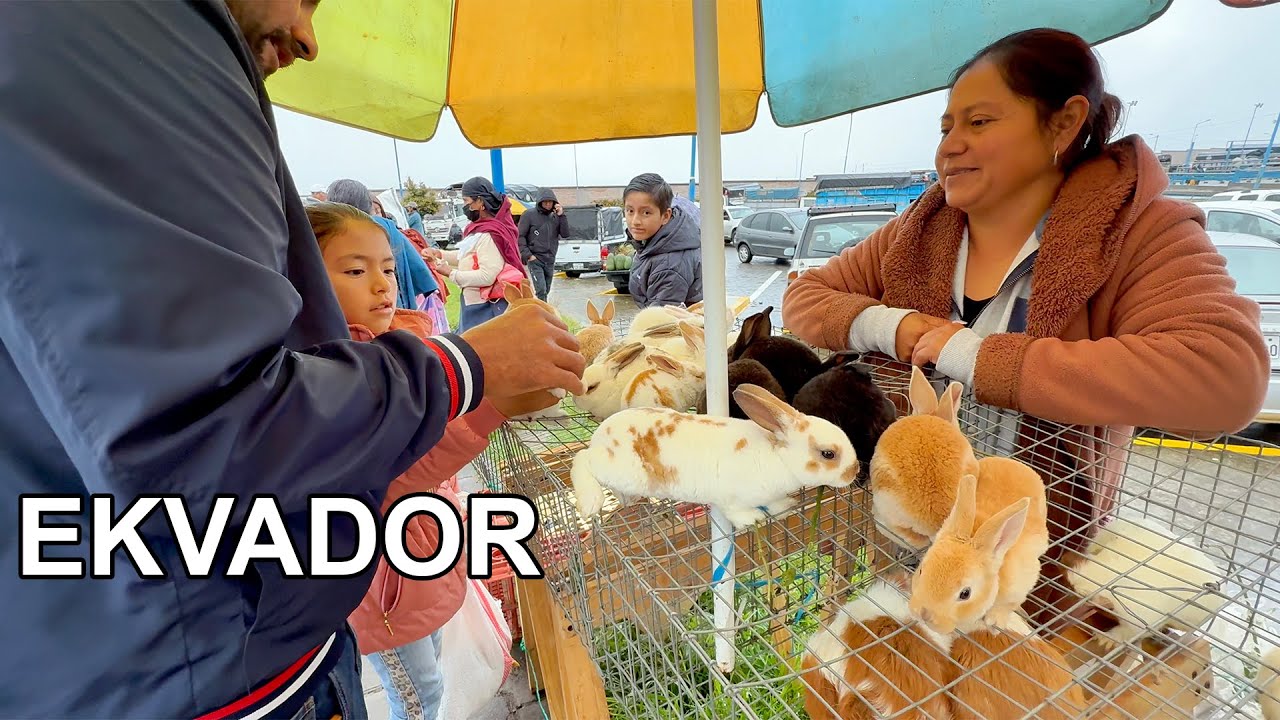 Ekvador'un Otavalo Şehrindeyiz