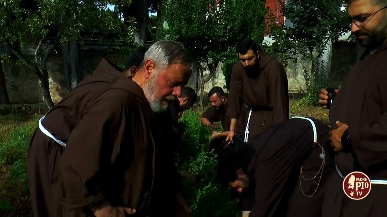 Oggi raccogliamo il basilico (L'orto del Convento 14 Ottobre 2023)