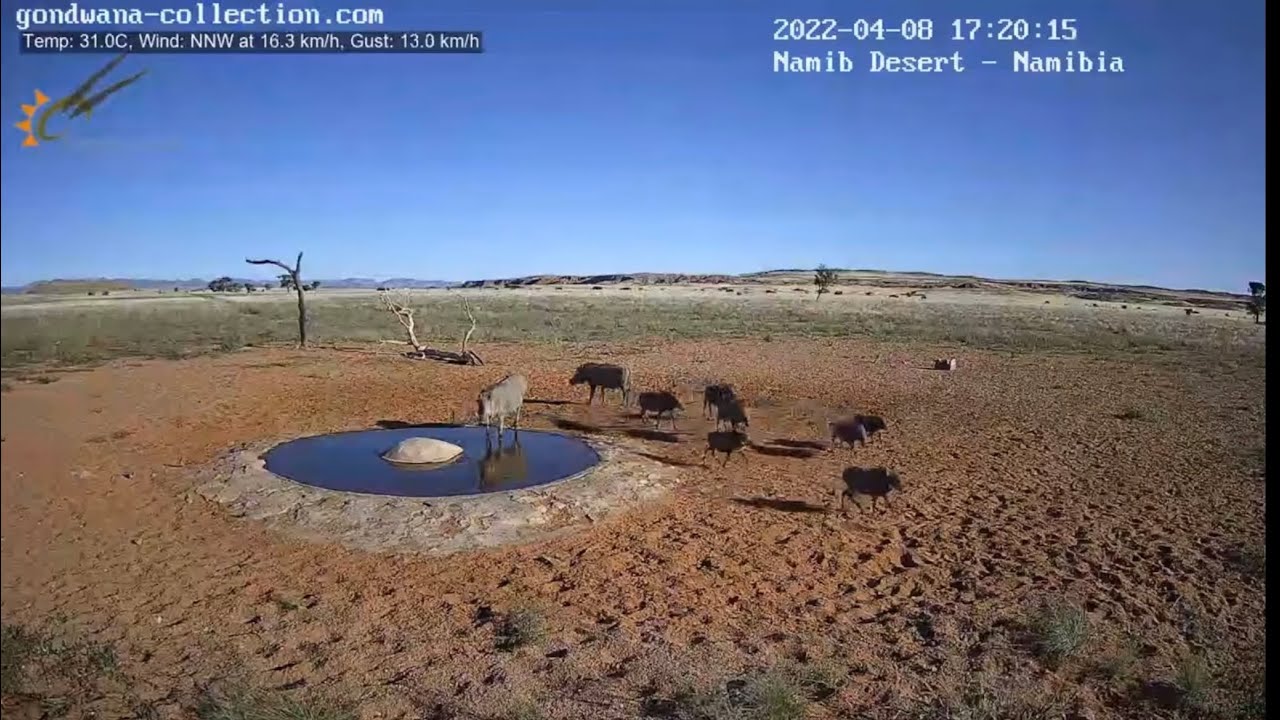NamibiaCam: Warthog piglets making an appearance again