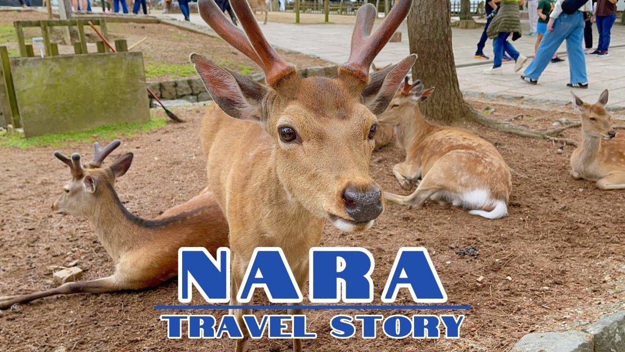 This Deer Would NOT Leave Me Alone! Nara Park Adventures 🦌🤣