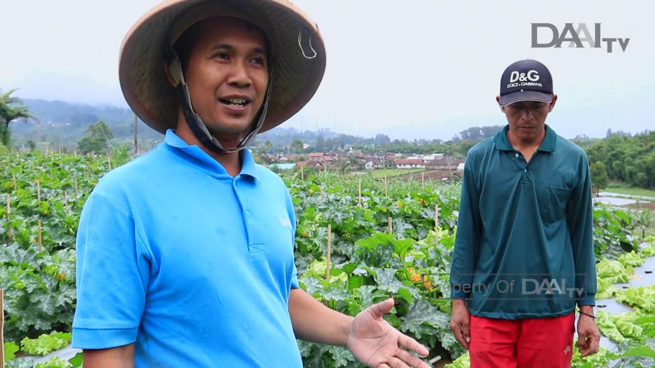 JADI PETANI ITU KEREN - BUMIKU SATU DAAI TV
