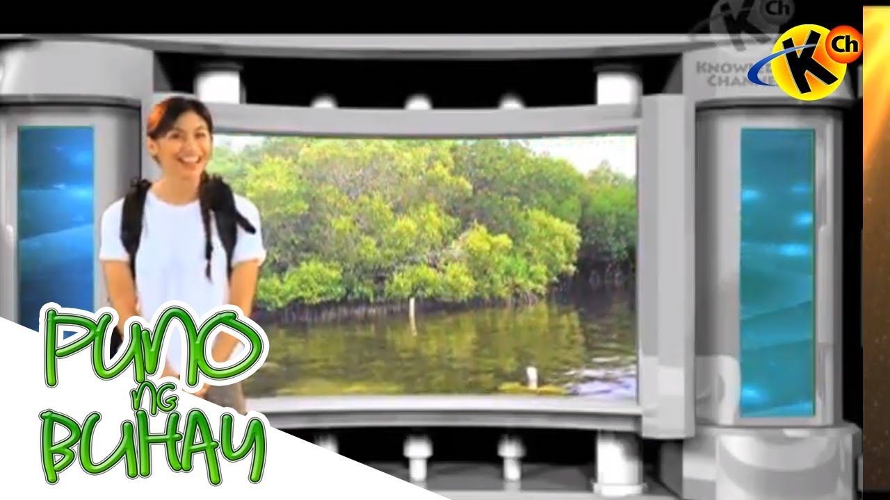Mangroves and Forests | Puno ng Buhay | Grade 7 - 10 - Science