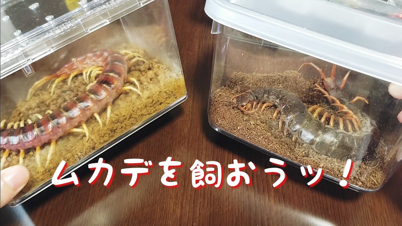 【ムカデは良いぞ？】ムカデについて語るだけの白シャツじじいがいるらしい。