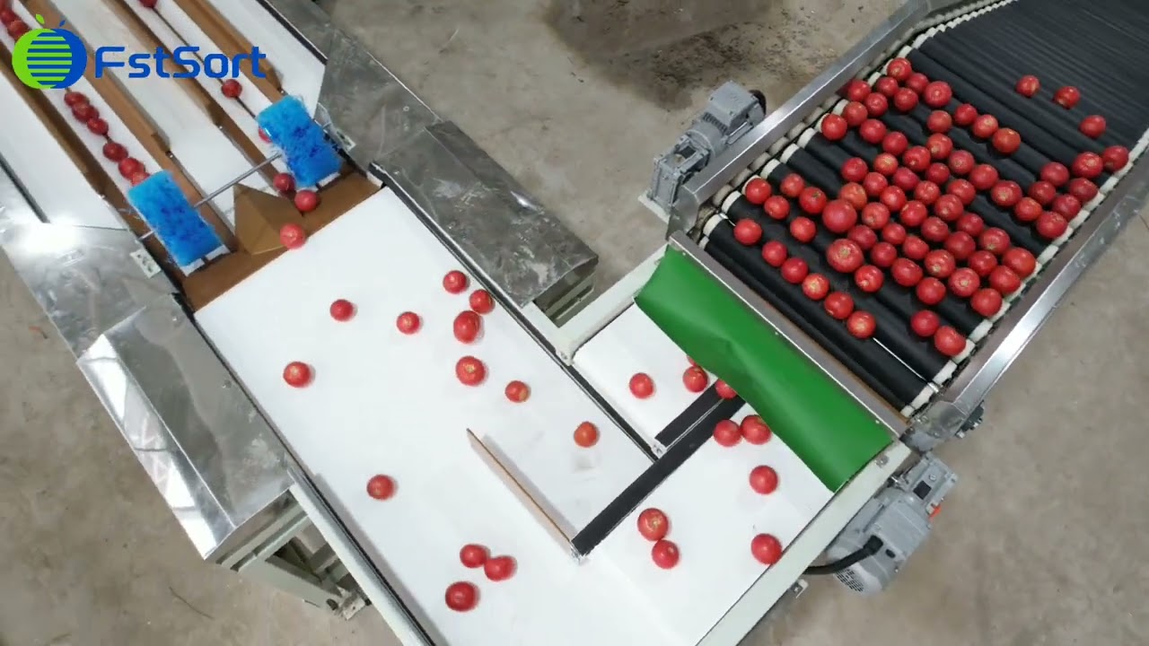 Automatic tomatoes weighing, grading and packaging line  fruit and vegetable processing equipment