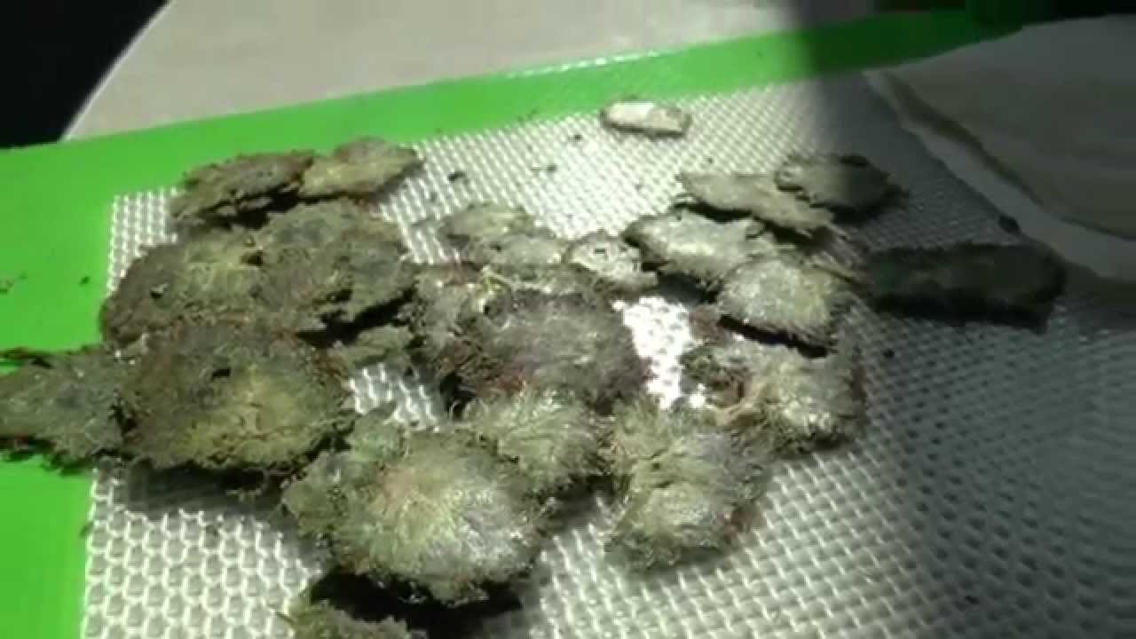 Rosin Chips vs BHO Schwag