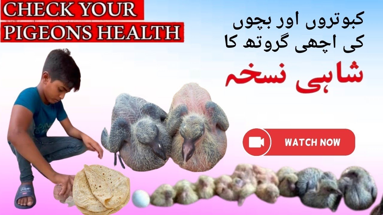 Well growth baby pigeons method بچوں کی اچھی نشونما کیلے یہ ویڈیو لازمی دیکھیں