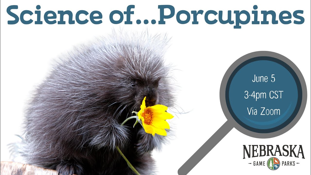 The Science of...Porcupines
