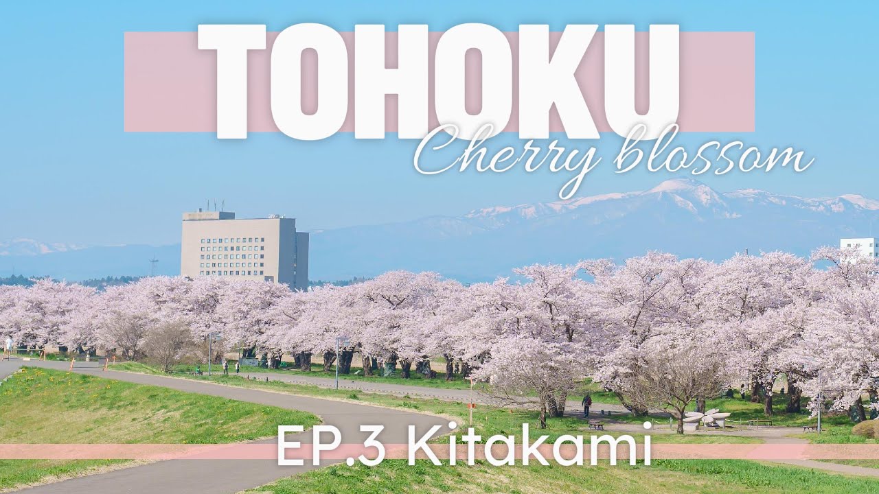 Cherry blossom in Tohoku 🇯🇵 EP. 3 | Kitakami Tenshochi park