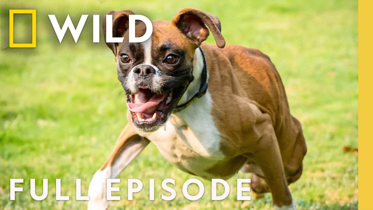Epic Dogs (Full Episode) | Super Pups | Nat Geo Animals
