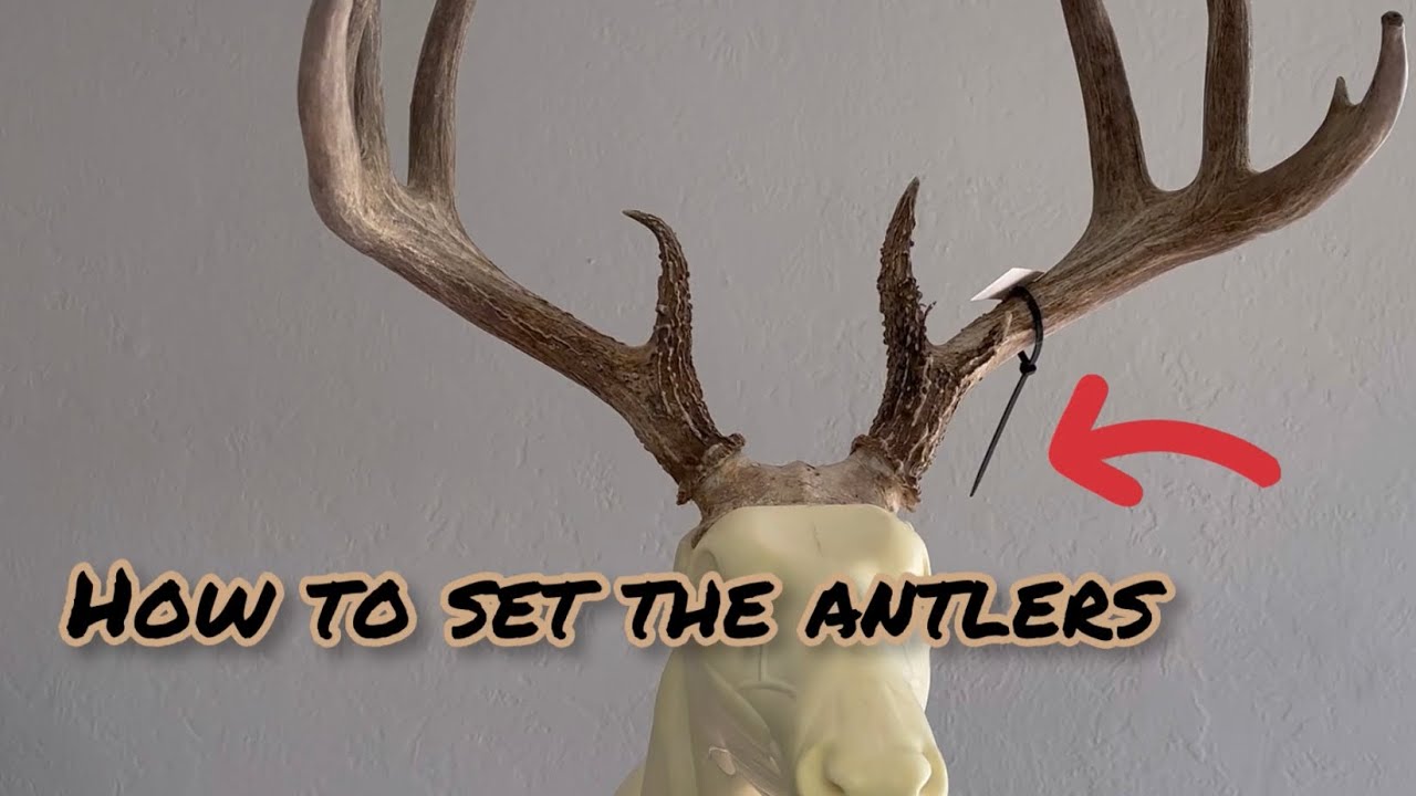How to Set the Antlers on a Deer Mount